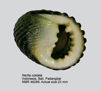 Nerita costata (3).jpg - Nerita costata Gmelin,1791